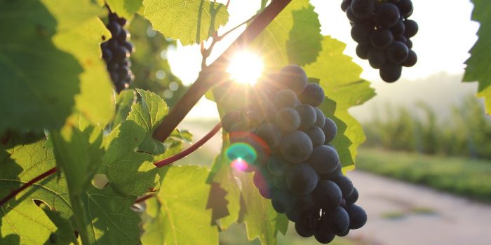 Lista: 8 vingårdar för ditt nästa företagsevent i Sverige