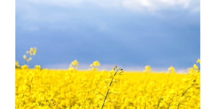 ”Röster från Ukraina” extrainsatt tema på Bokmässan 2022