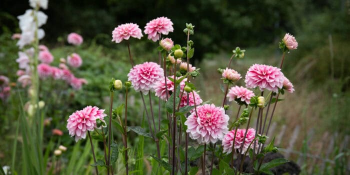 Nordiska Tradgardar Dahlia sommar foto Annika Schaefer Upplev blommande dahlior i mars – en sällsynt utställning på Nordiska Trädgårdar