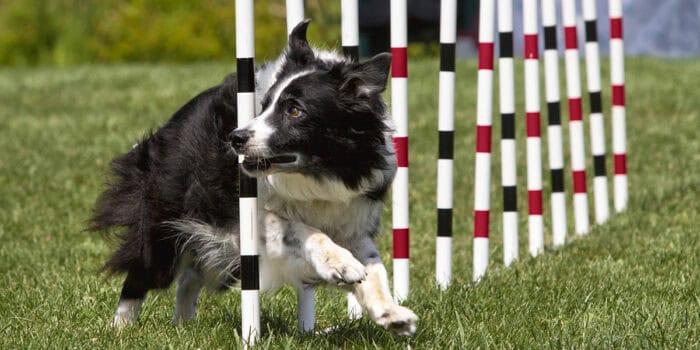 Agility rev farger 1200x900px Välkommen till Sveriges nya mötesplats för alla hundintresserade: Elmia Hund – Hundsport & Hund i tjänst 1-2 mars