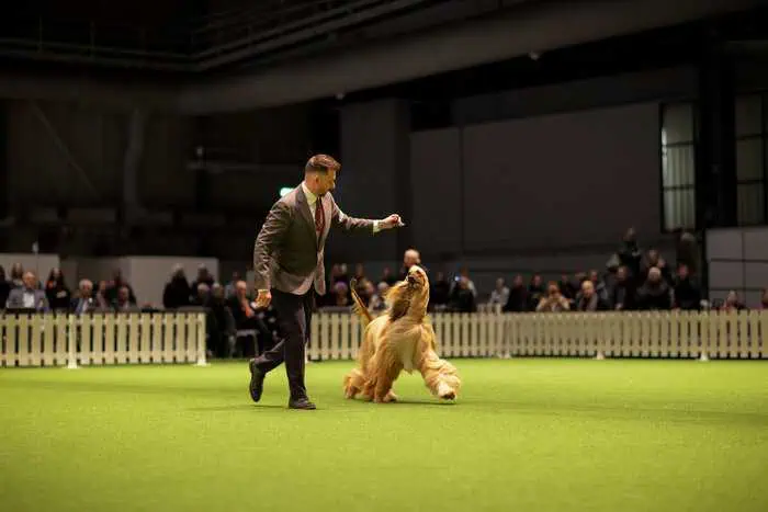 Stockholm Hundmässa