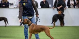 Elmia Hund lockade över 7300 besökare och 115 utställare