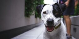 Nytt rekord för Agria Hundpromenad